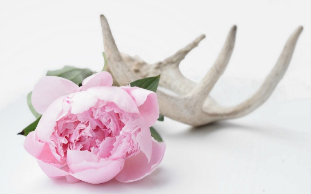 Peony with Antler